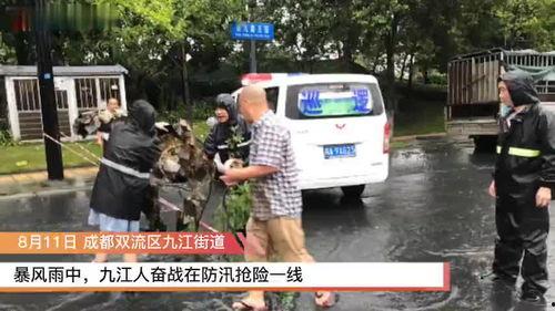 成都双流新闻爆料,突发事件引发关注，详情即将揭晓